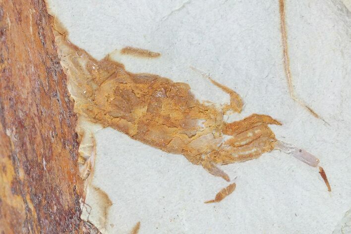 Fossil Pea Crab (Pinnixa) From California - Miocene #74501